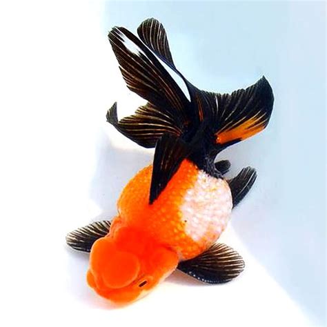 擋煞金魚|【金魚擋煞】掌握養金魚風水，驅煞招財！紅黑金魚怎麼養？ – 每。